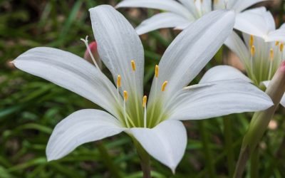 Bring Your Life Into Bloom: Exploring the Creative Process