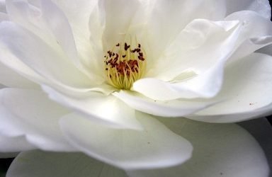 Helping Loved Ones Through Sickness and Death